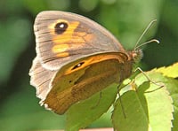 Butterfly bonanza: Meadow browns thriving but marbled whites struggle