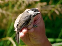 Letter: Kings Pond's willow tits have not returned since tree felling