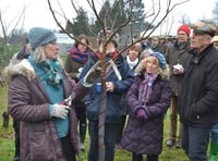 Wassailing in the orchard returns to Petersfield this weekend 