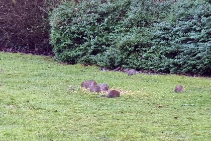 Large group of rats spotted in Horndean