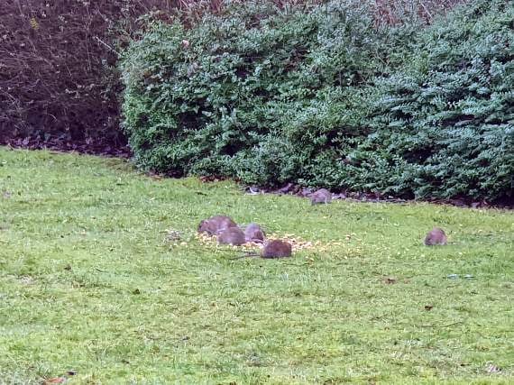 Large group of rats spotted in Horndean