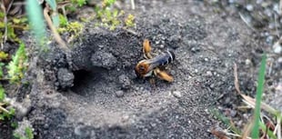 Burrowing bees spotted on Petersfield Heath