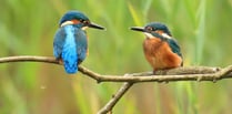 Kingfishers leave Heath after bankside trees cut back to stumps?