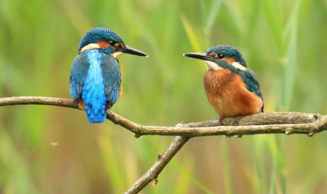 Kingfishers leave Heath after bankside trees cut back to stumps?