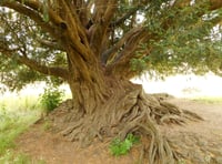 Waverley Abbey yew crowned Woodland Trust Tree of the Year 2022