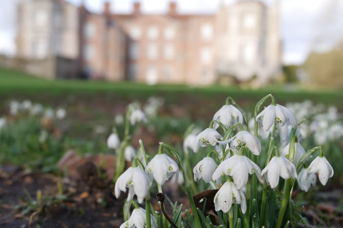 Snowdrops at Mottisfont