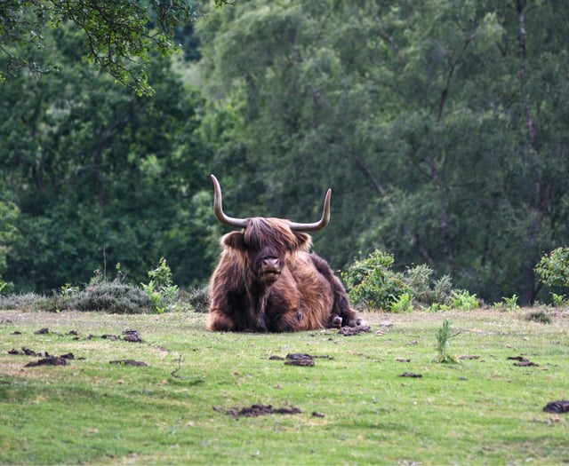 Ten winter walks under five miles to enjoy in Surrey and Hampshire