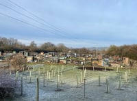 Sheet allotments hit by thieves