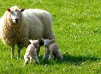 Damian Hinds: New Dogs Bill will tackle the scourge of sheep worrying