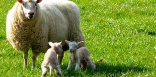 Damian Hinds: New Dogs Bill will tackle the scourge of sheep worrying