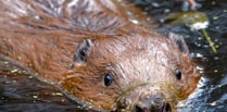 Hear an update on Haslemere's beavers at the Great Green Get Together