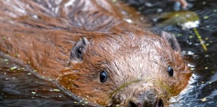 Hear an update on Haslemere's beavers at the Great Green Get Together