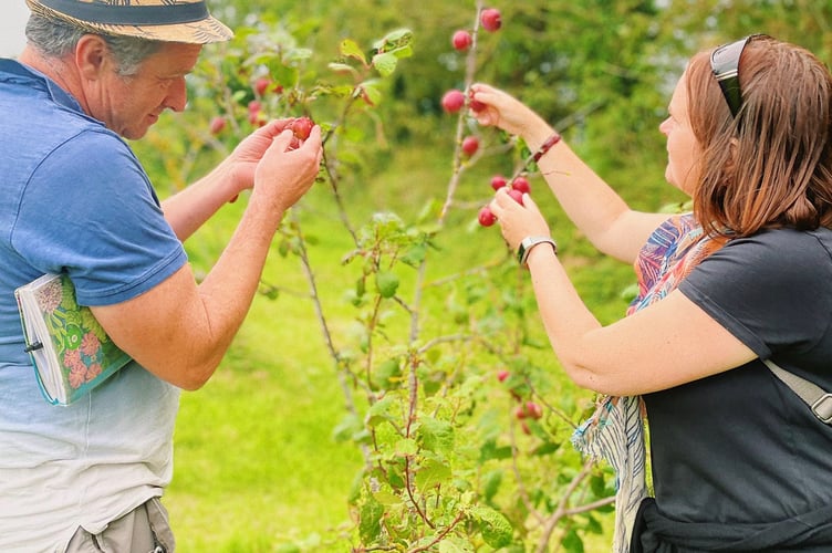 Look out for blossom on the Lion Green Orchard this spring