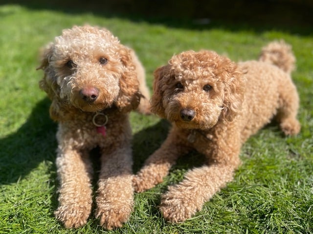 Cockapoo Bo (left) with daughter Coco