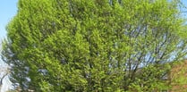 Transition Haslemere: Help us look after Haslemere’s beautiful trees