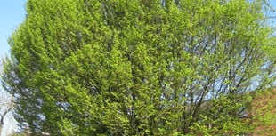 Transition Haslemere: Help us look after Haslemere’s beautiful trees