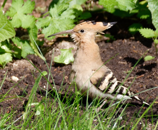 A hoopoe coup for Alton: Rare bird sightings cause a flap