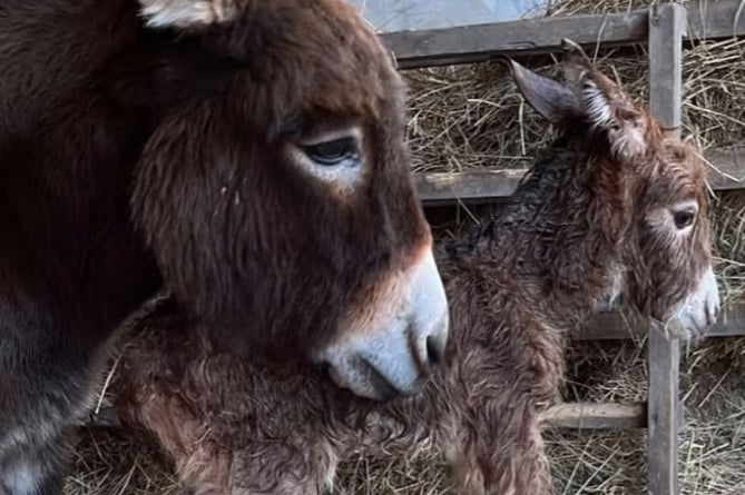 Donkey Astra and her foal Moon, Miller's Ark, Hook, May 2023.