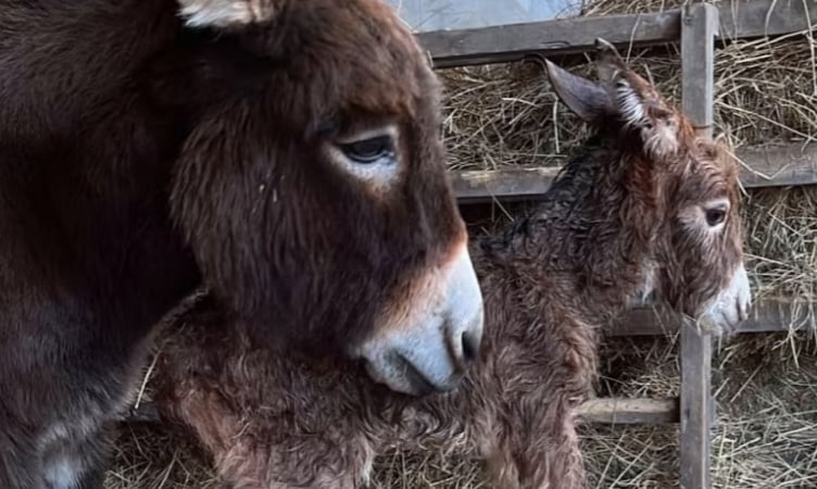 Donkey Astra and her foal Moon, Miller's Ark, Hook, May 2023.