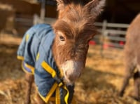 'Credible sighting' of missing donkey foal Moon in Farnham