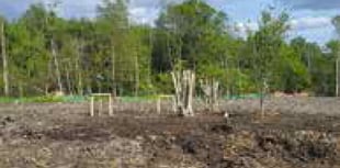 More than 200 trees on Havant Thicket Reservoir site are replanted