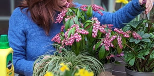 Hidden Gardens of Grayshott to open gates this Bank Holiday weekend