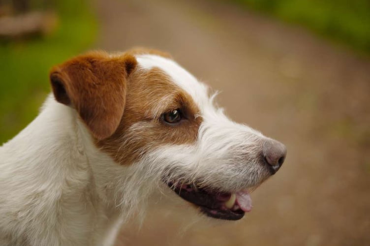 Hambone Junior was a brown and white terrier adopted by American soldiers billeted in Alresford during the build-up to Operation Overlord