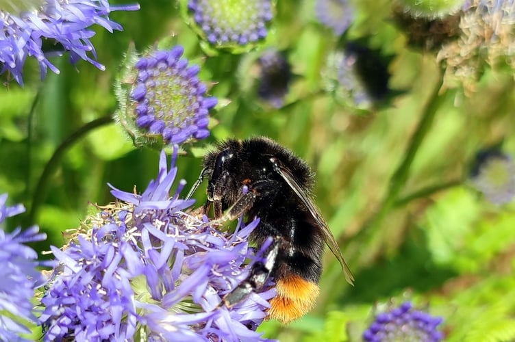 The Connecting the Coast scheme will work with landowners to connect habitats and enhance biodiversity along the Pembrokeshire Coast.