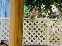 Bentworth couple paid a visit by tawny owl