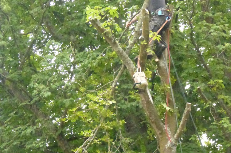 Sheet tree surgery