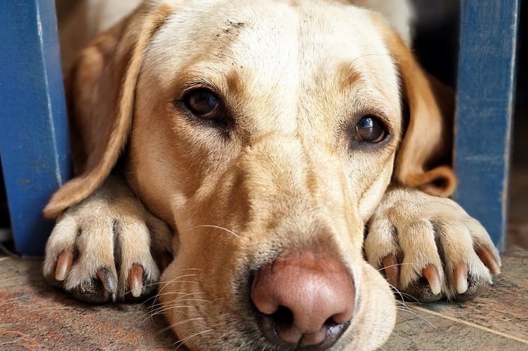 Jeremy Hunt's beloved family pet, Poppy, is in the running to be named Westminster Dog of the Year