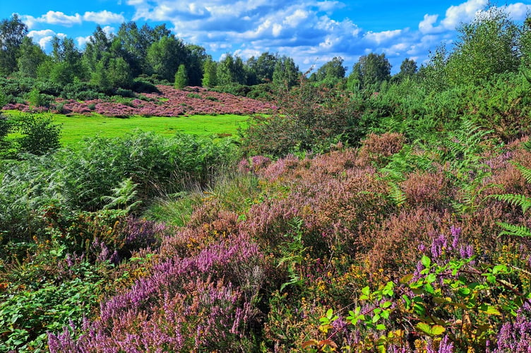 Heathland at Chapel Common near Liphook 