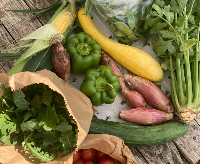 Weather can’t stop the chemical-free growing at Farnham Community Farm