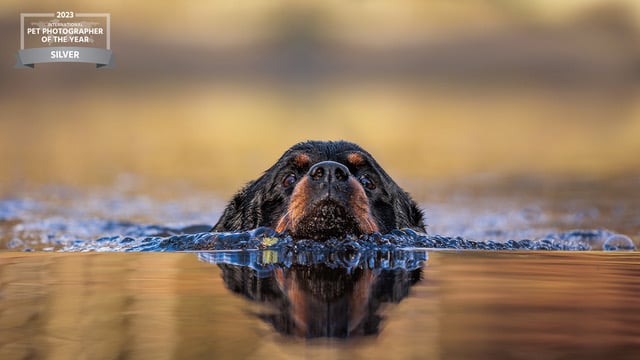 Gallery: Check out Diane Gollowitzer's award-winning doggie snaps