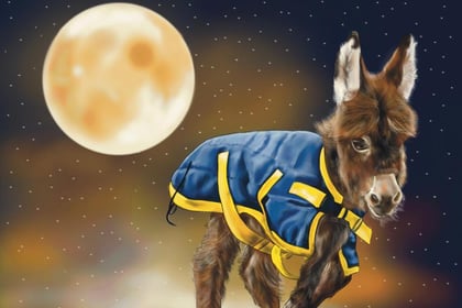 Story of stolen Miller's Ark donkey foal Moon turned into picture book