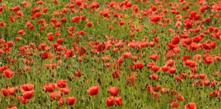 You are invited to a Remembrance Service this Sunday in Haslemere