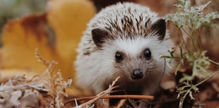 New road sign rules make it easier to keep Hampshire hedgehogs safe