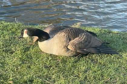 VIDEO: Appeal after teen seen dragging goose from pond and kicking him