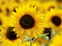 Go potty over sunflowers at Petersfield Physic Garden