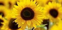 Go potty over sunflowers at Petersfield Physic Garden