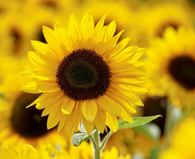 Go potty over sunflowers at Petersfield Physic Garden