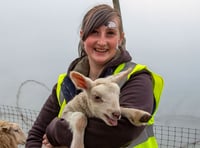 Woolly good time as hundreds flock to lambing days at Meon Valley farm