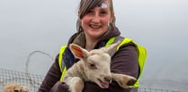 Woolly good time as hundreds flock to lambing days at Meon Valley farm