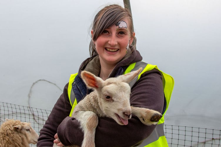 Westlands Farm Lambing