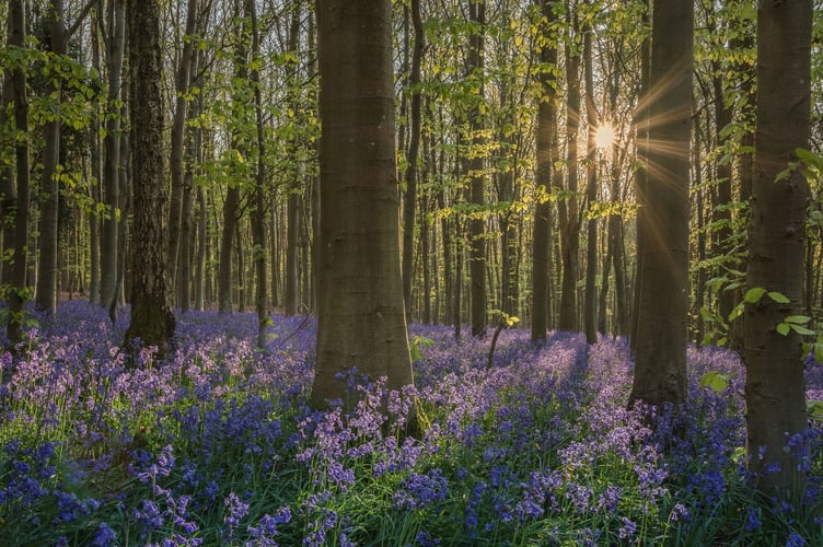 Bluebell sunburst by Emma Varley