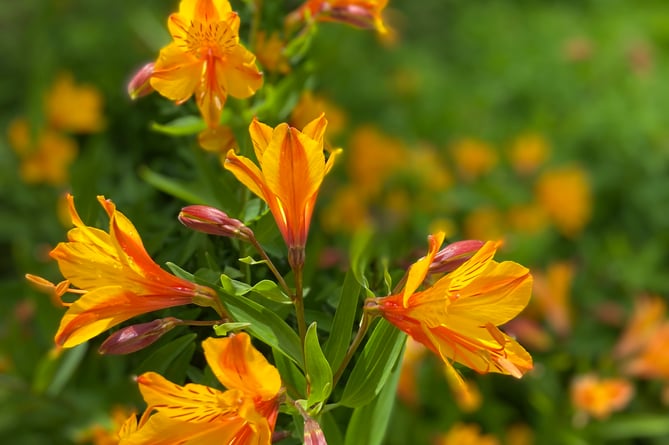 Orange princess lillies