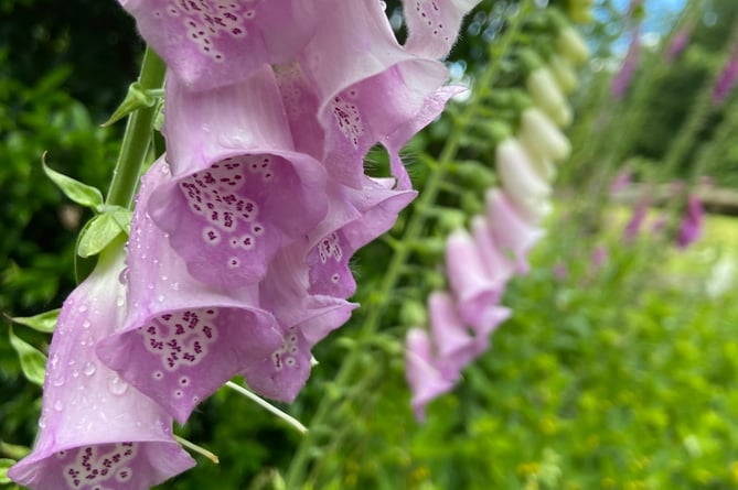 There were a variety of flowers in all colours, shapes and sizes