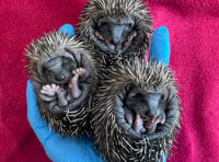 Show HART some love by sponsoring a hoglet