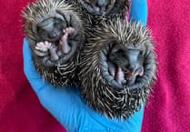 Show HART some love by sponsoring a hoglet