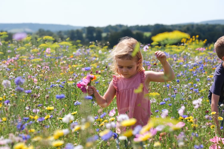 Wildflowers at Cowdray's Maize Maze 2024